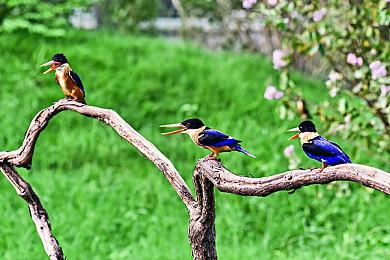 华纳《哥谭骑士》Steam页面上线 不支持中文